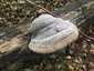 Bükkfa-tapló (Fomes fomentarius), Zemplén. Helyzete elárulja, hogy fekvő, vagy álló faanyagon nőtt-e